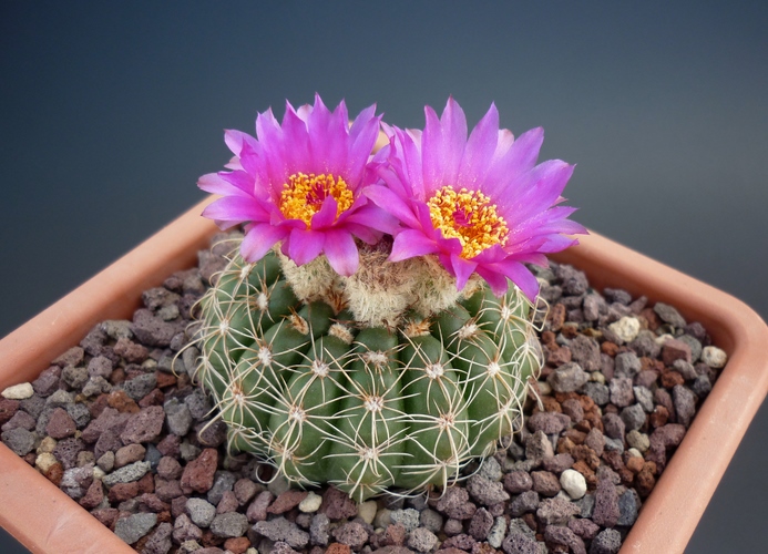 Parodia uebelmanniana 