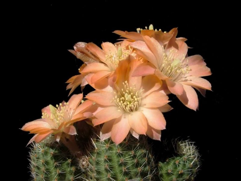 Rebutia haagei v. mudanensis R689