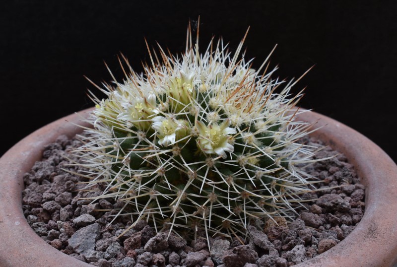 Mammillaria karwinskiana ssp. beiselii WTH 1024