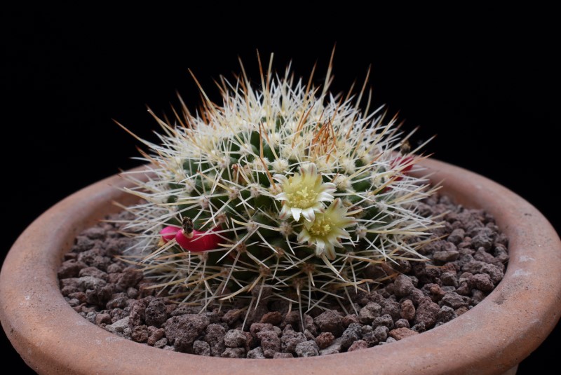 Mammillaria karwinskiana ssp. beiselii WTH 1024