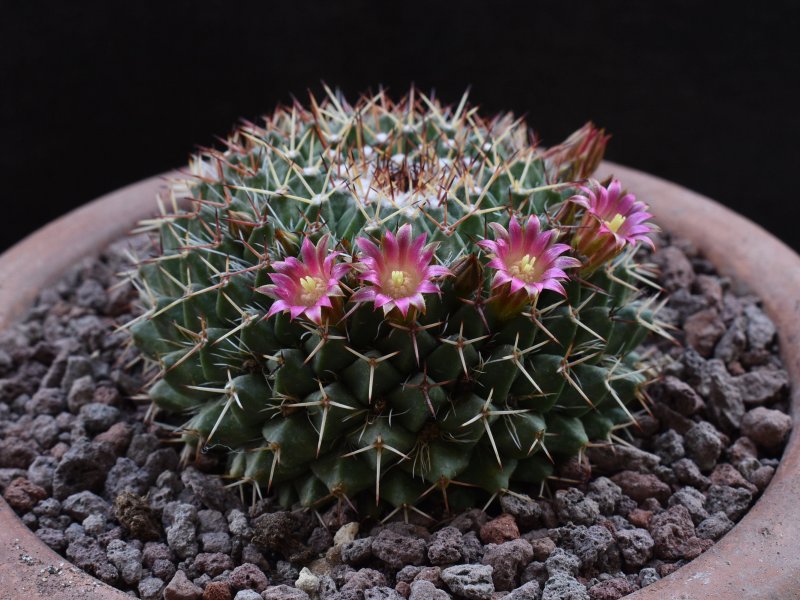 Mammillaria multiseta WTH 998