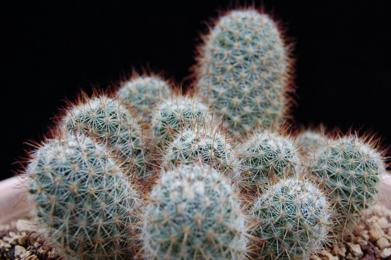 Mammillaria duoformis 