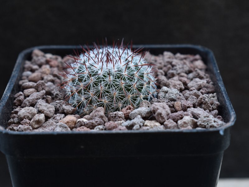 Mammillaria xanthina TL 1019