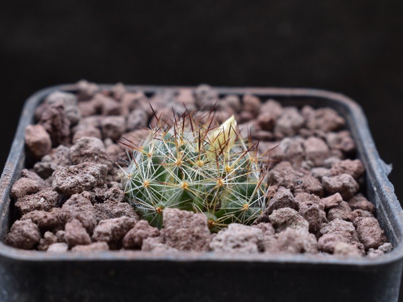 Mammillaria rayonensis WTH 903