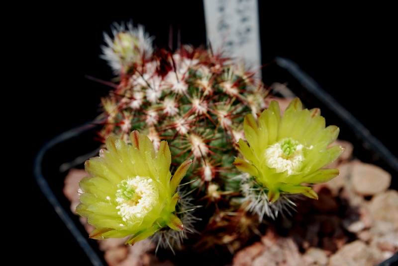 Echinocereus  viridiflorus HK 1444