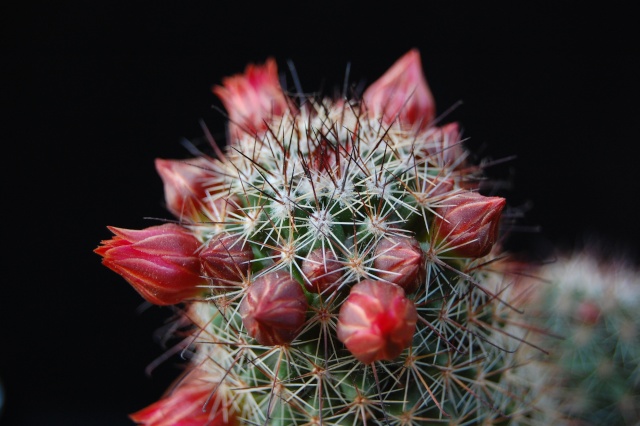 mammillaria duoformis 