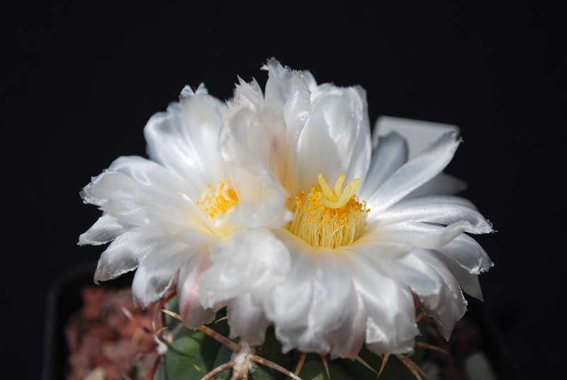 Thelocactus hexaedrophorus v. lloydii maior 