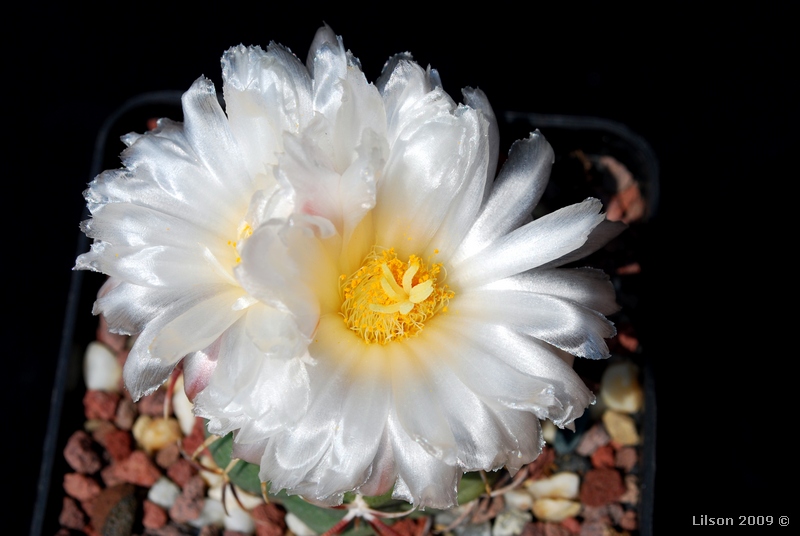 Thelocactus hexaedrophorus v. lloydii maior 