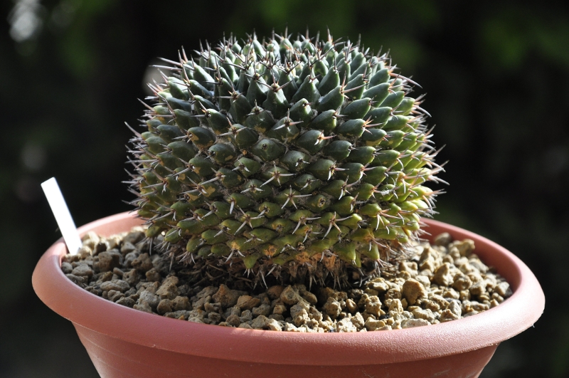 Mammillaria karwinskiana ROG 125