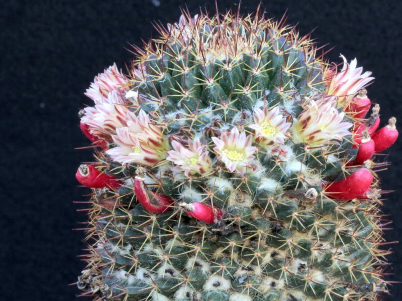 Mammillaria karwinskiana ssp. collinsii 