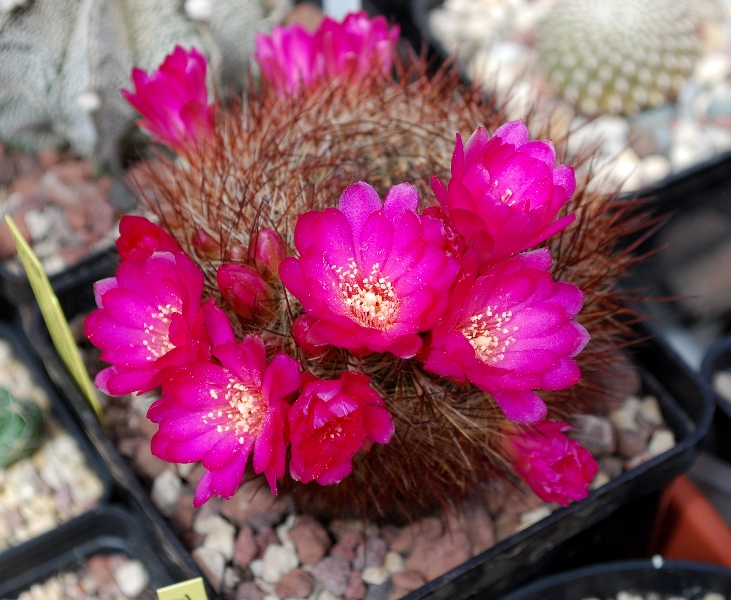 Sulcorebutia tiraquensis v. bicolorispina KK 809