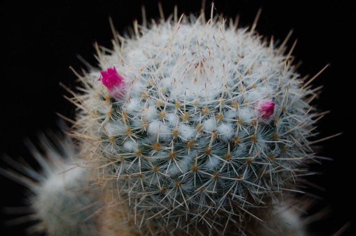 Mammillaria geminispina 