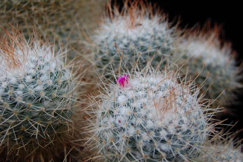 Mammillaria geminispina 