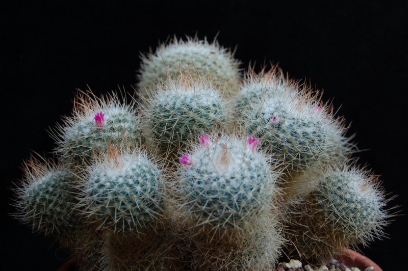 Mammillaria geminispina 