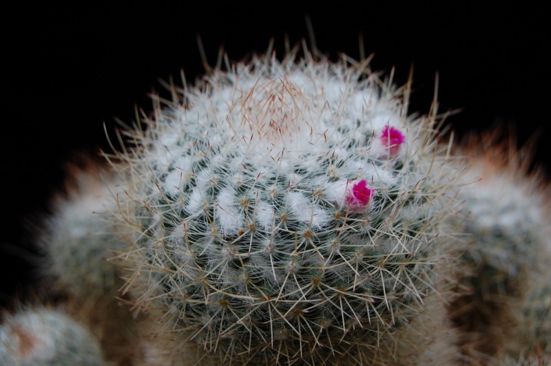 Mammillaria geminispina 