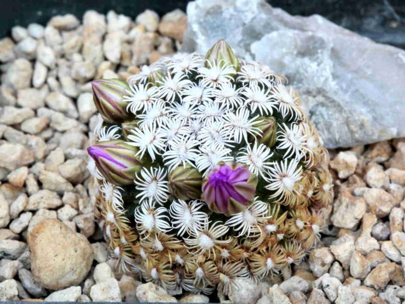 Mammillaria hernandezii 