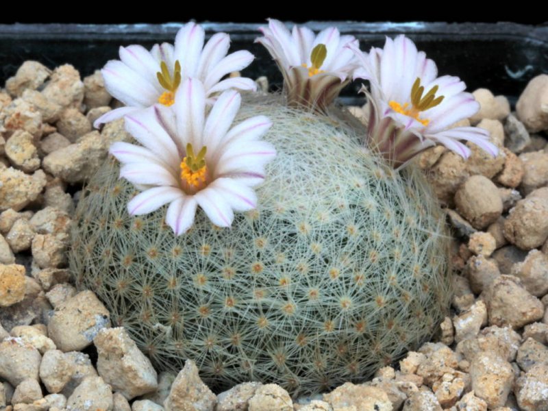 Mammillaria lenta 