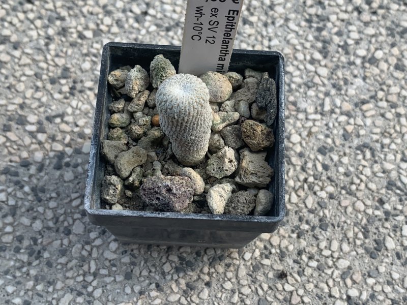 Epithelantha micromeris 