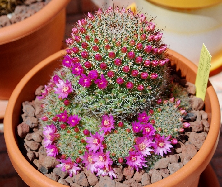 Mammillaria fittkaui 