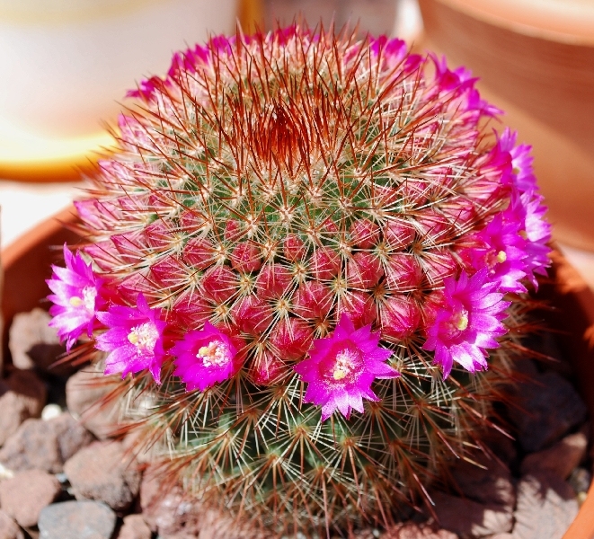 Mammillaria spinosissima 