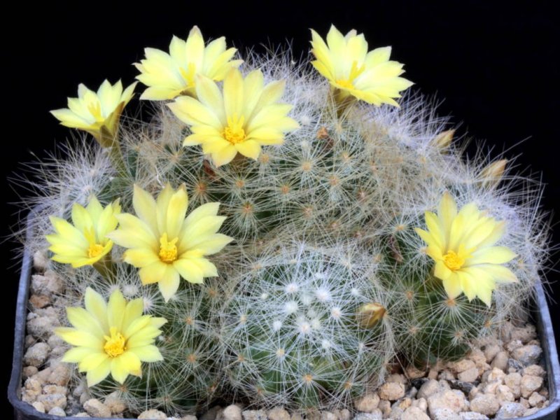 Mammillaria baumii 