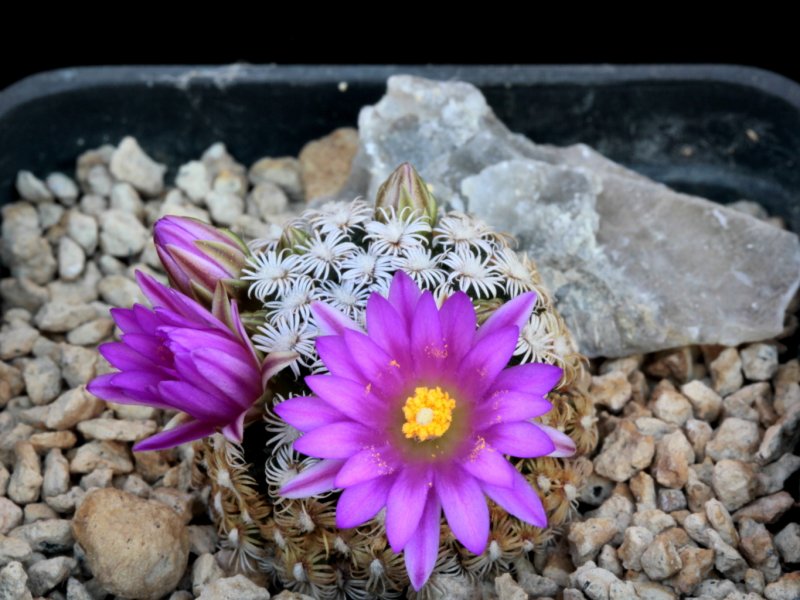 Mammillaria hernandezii 