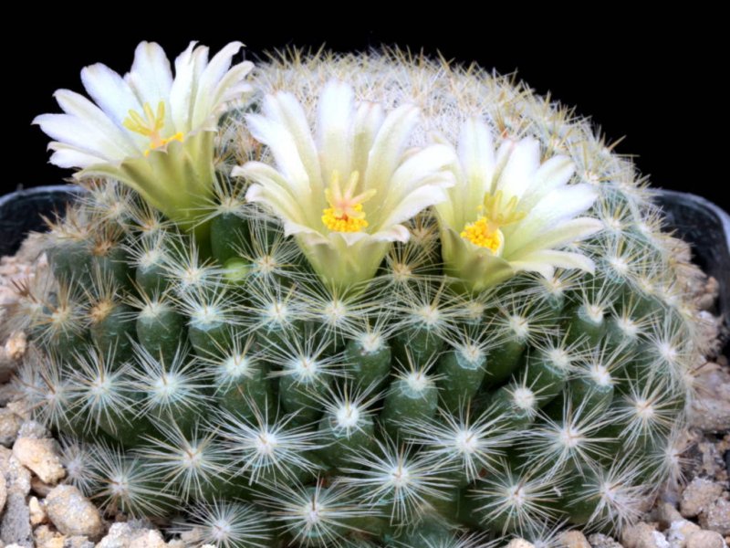 Mammillaria candida v. estanzuelensis Z 27