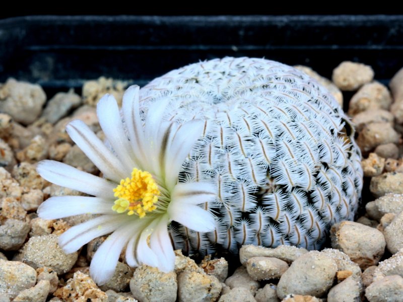 Mammillaria pectinifera 