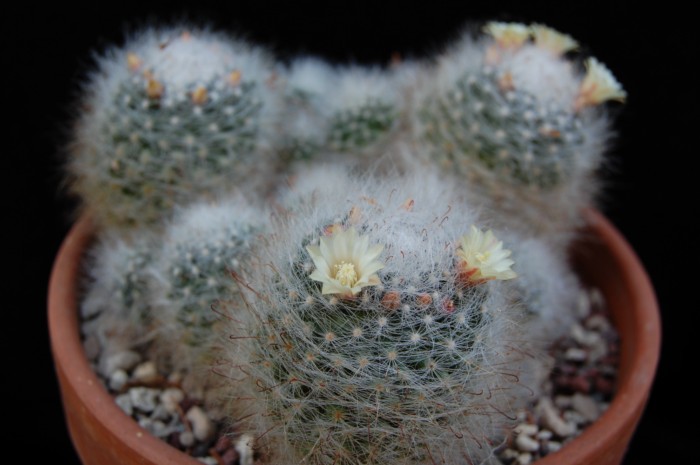 Mammillaria bocasana 