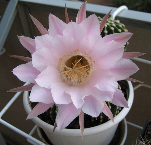 Echinopsis multiplex 