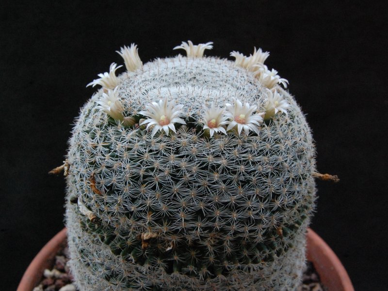 mammillaria formosa ssp. microthele v. superfina