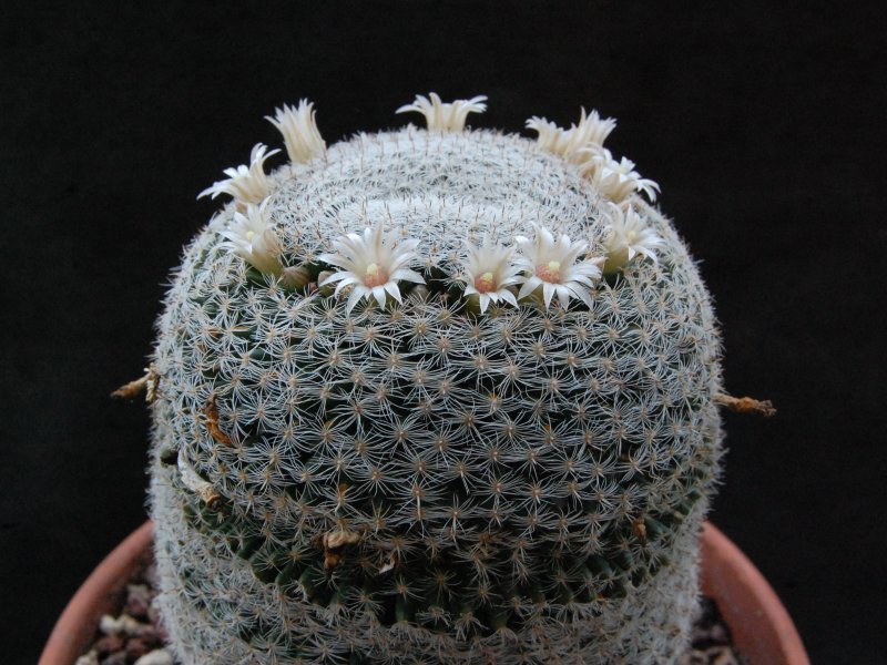 Mammillaria formosa ssp. microthele v. superfina 