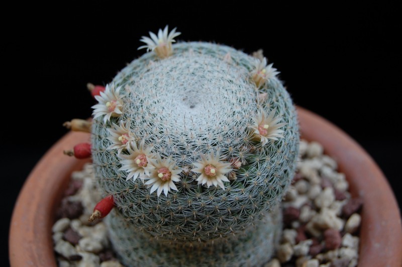 Mammillaria formosa ssp. microthele v. superfina 