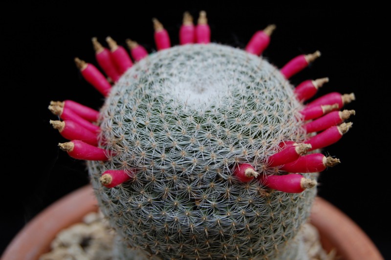 Mammillaria formosa ssp. microthele v. superfina 