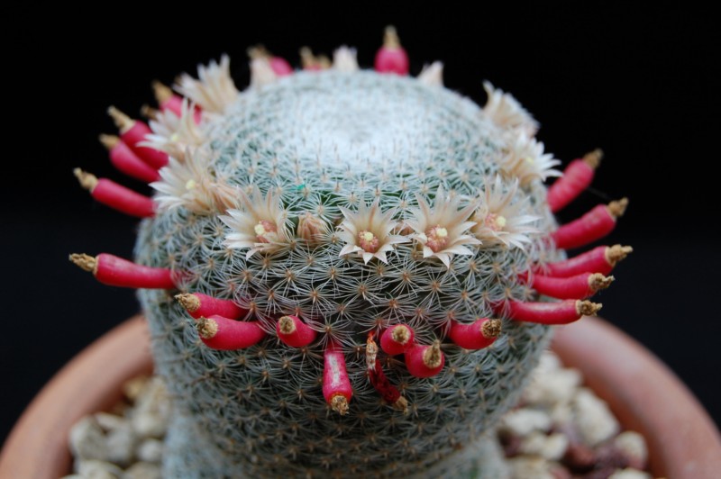 Mammillaria formosa ssp. microthele v. superfina 