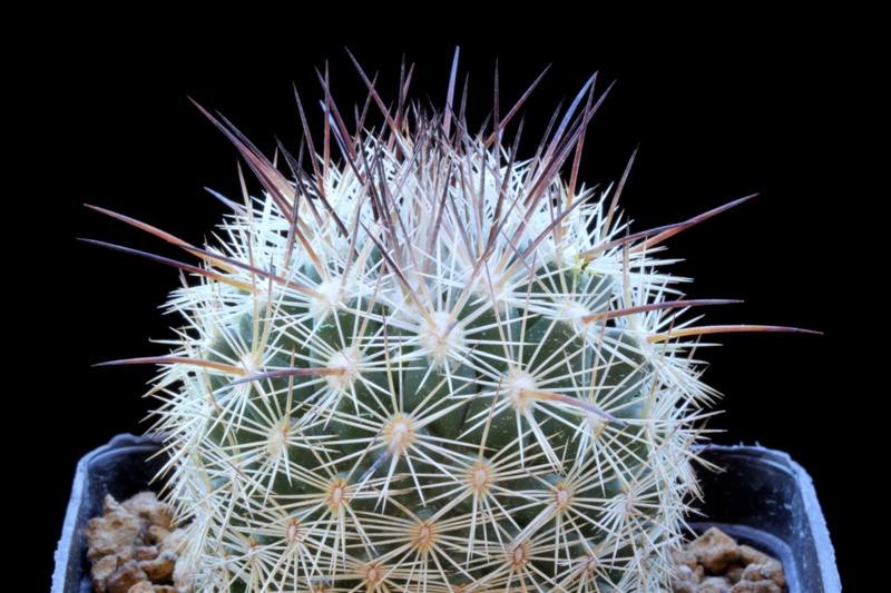 Coryphantha werdermannii 
