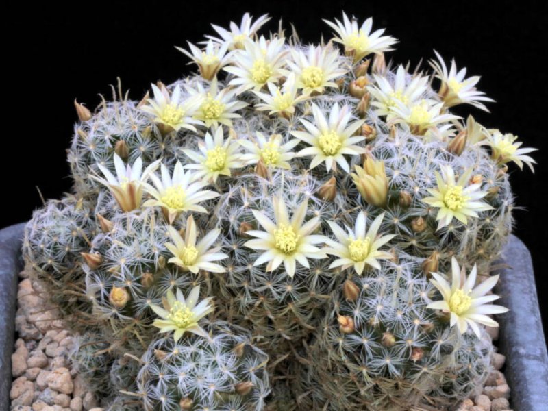 Mammillaria duwei 