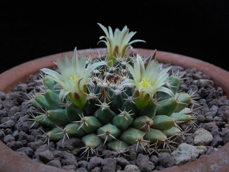 Mammillaria peninsularis SB 1604