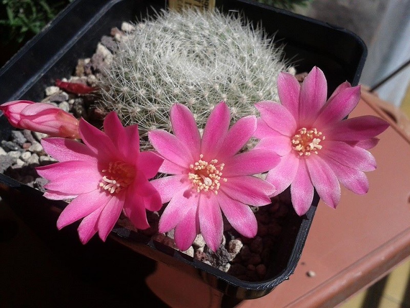 Rebutia senilis v. lilacinorosea 