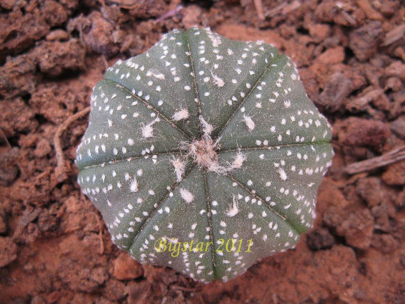 Astrophytum asterias cv. star shape 