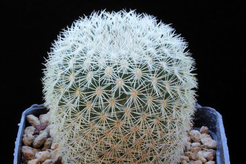 Coryphantha werdermannii 
