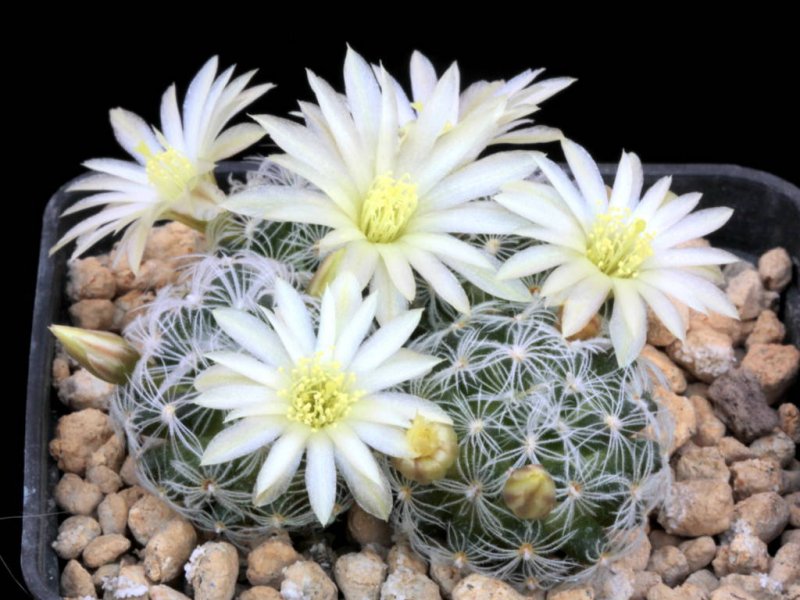 Mammillaria duwei P 301