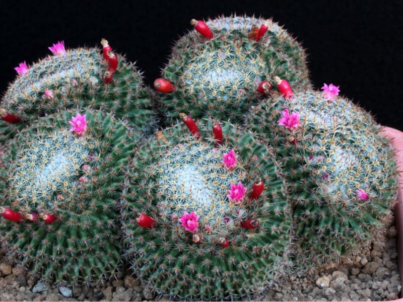 Mammillaria perbella 