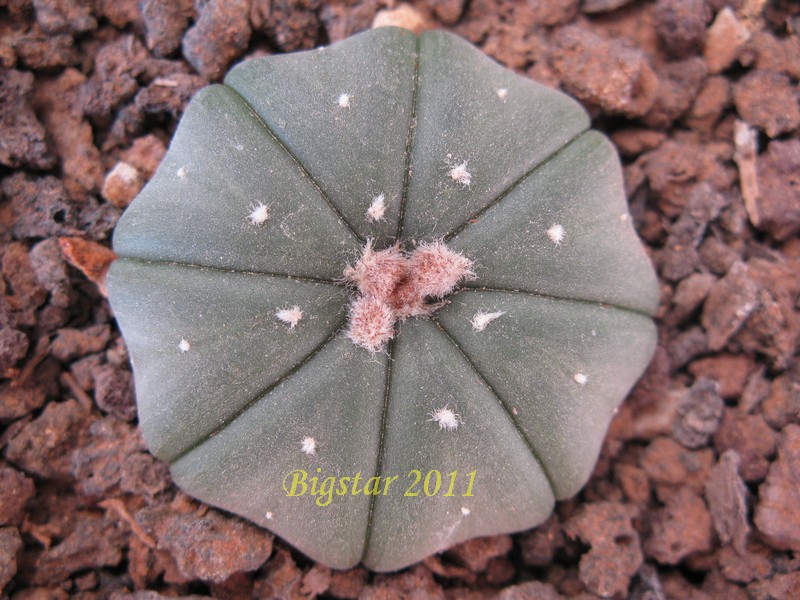 astrophytum asterias v. nudum cv. star shape