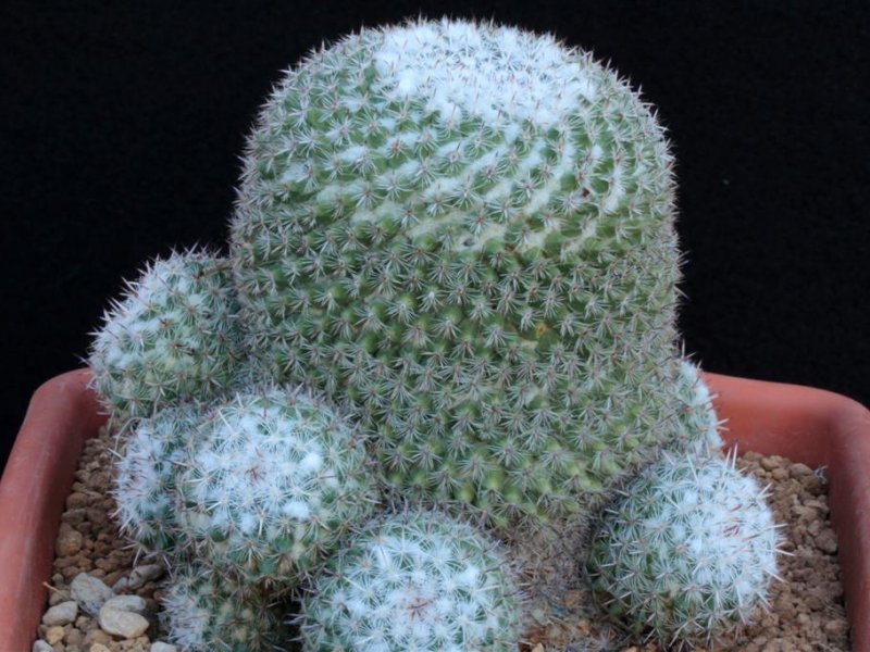 Mammillaria hahniana v. werdermanniana 