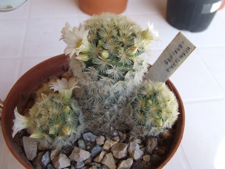 Mammillaria carmenae 