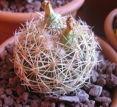 Coryphantha  