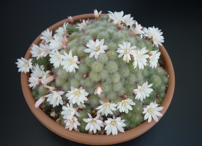 Rebutia albiflora 