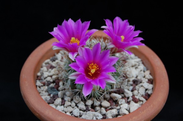 Mammillaria schumannii v. globosa 