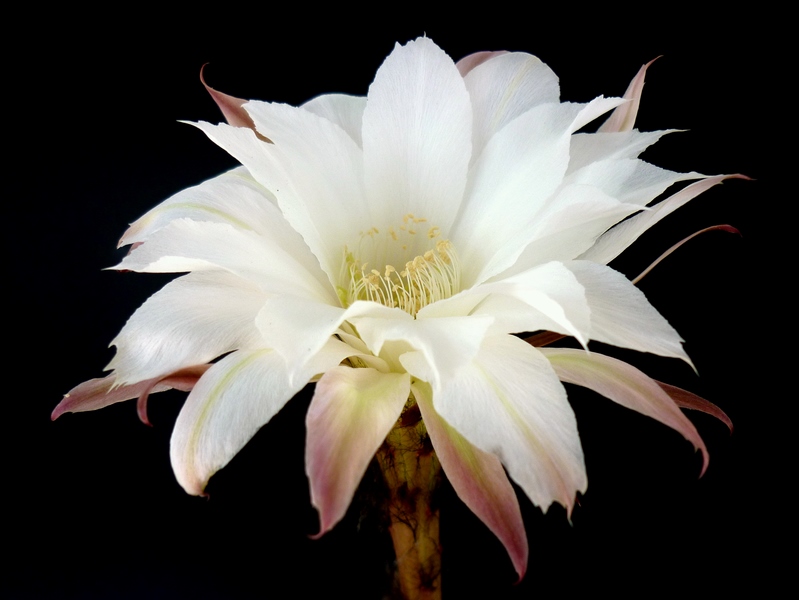 Echinopsis subdenudata 